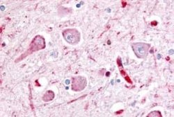 Wnt-8a Antibody, Novus Biologicals 50 &mu;g; Unconjugated:Antibodies, Polyclonal
